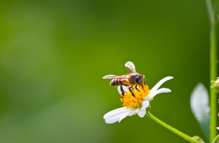Τσίμπημα μέλισσας